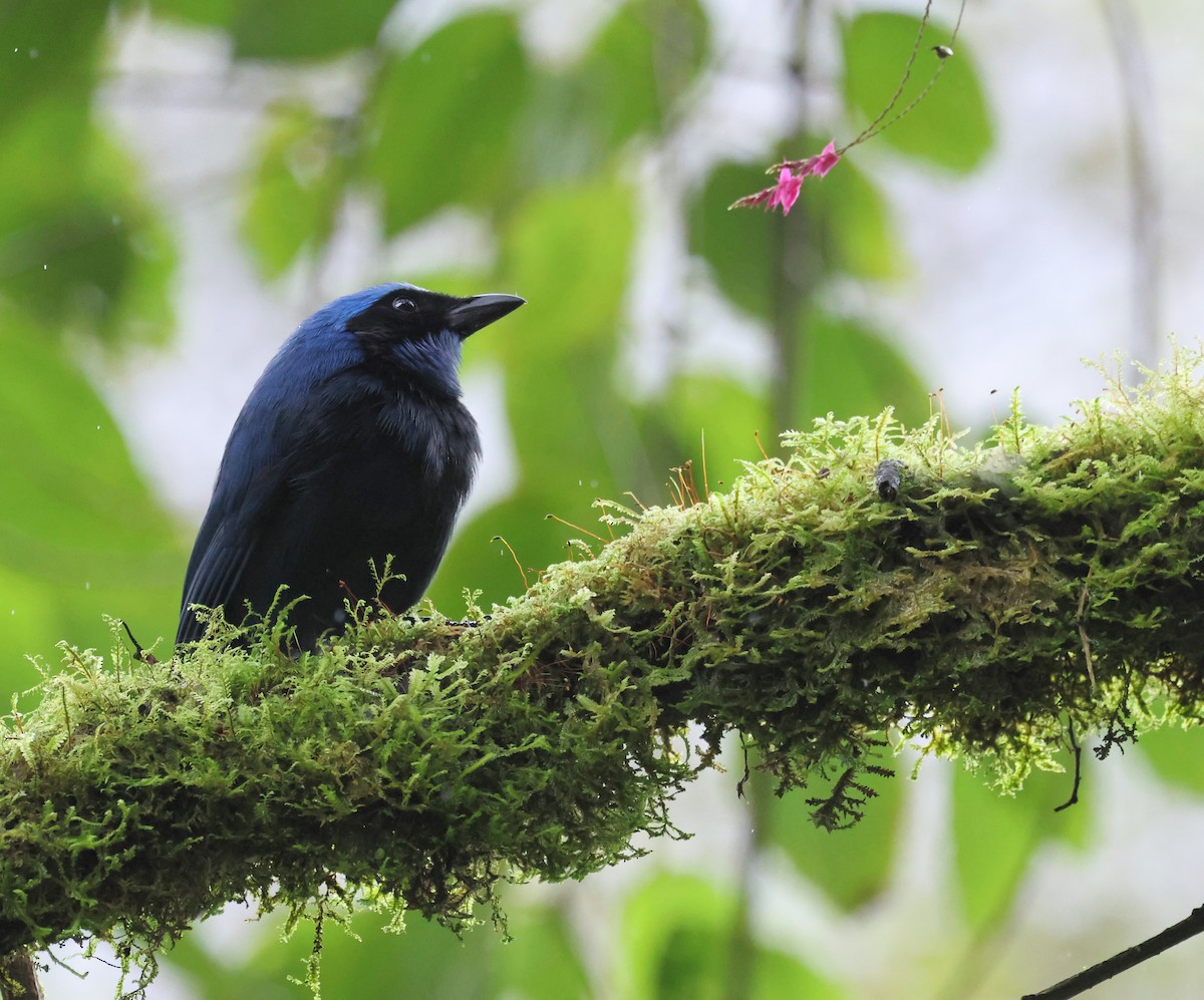 Turquoise Jay - ML642627821