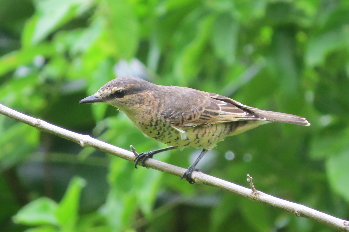 Palau Cicadabird - ML642627828