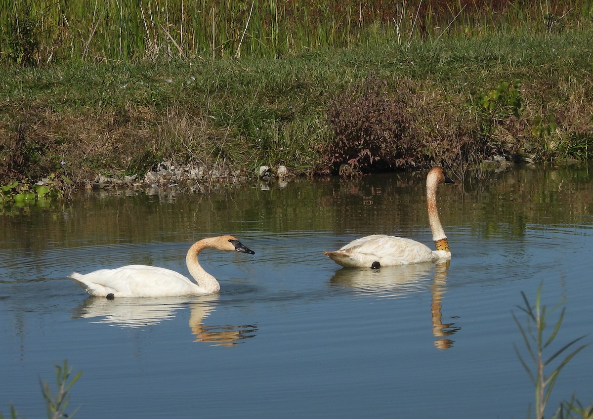 Cisne Trompetero - ML642627830