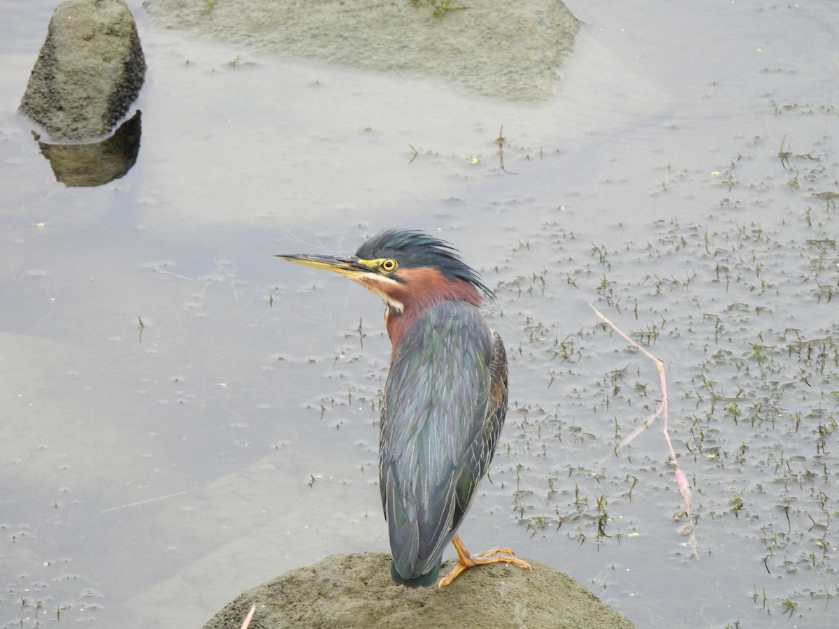 Green Heron - ML642627873