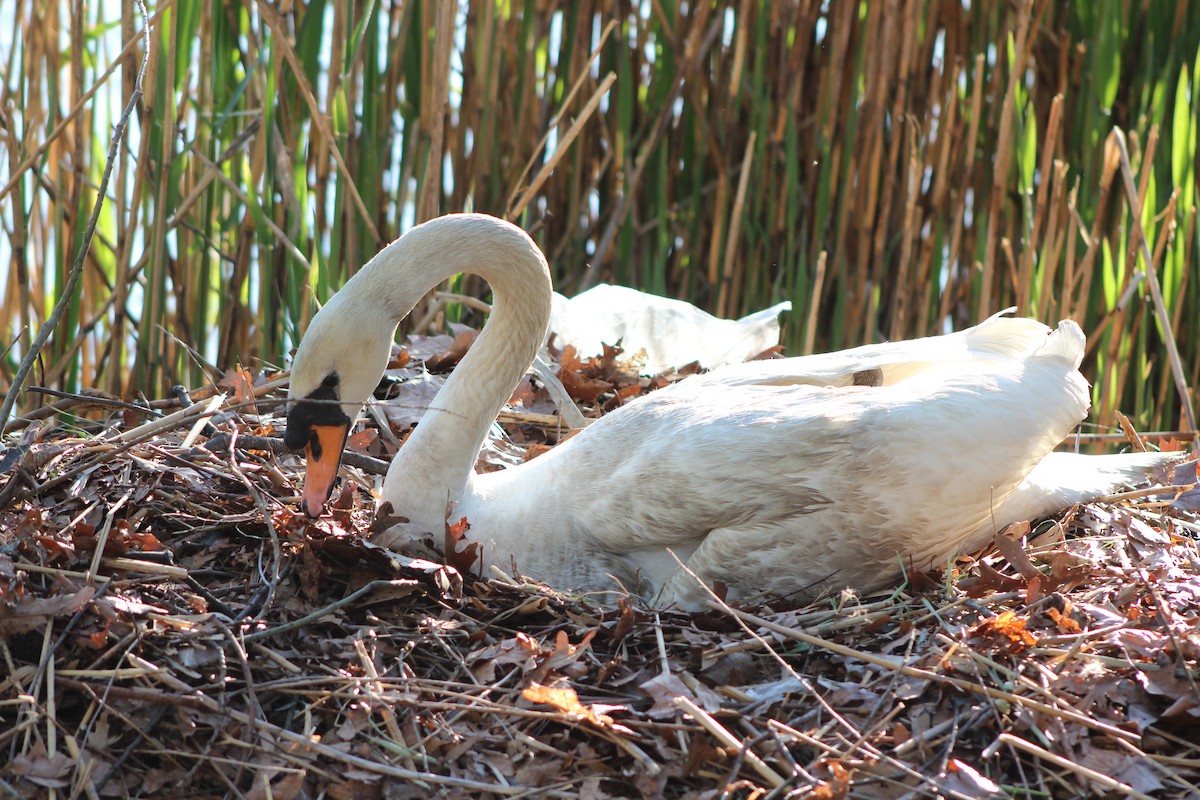 Mute Swan - ML642627877