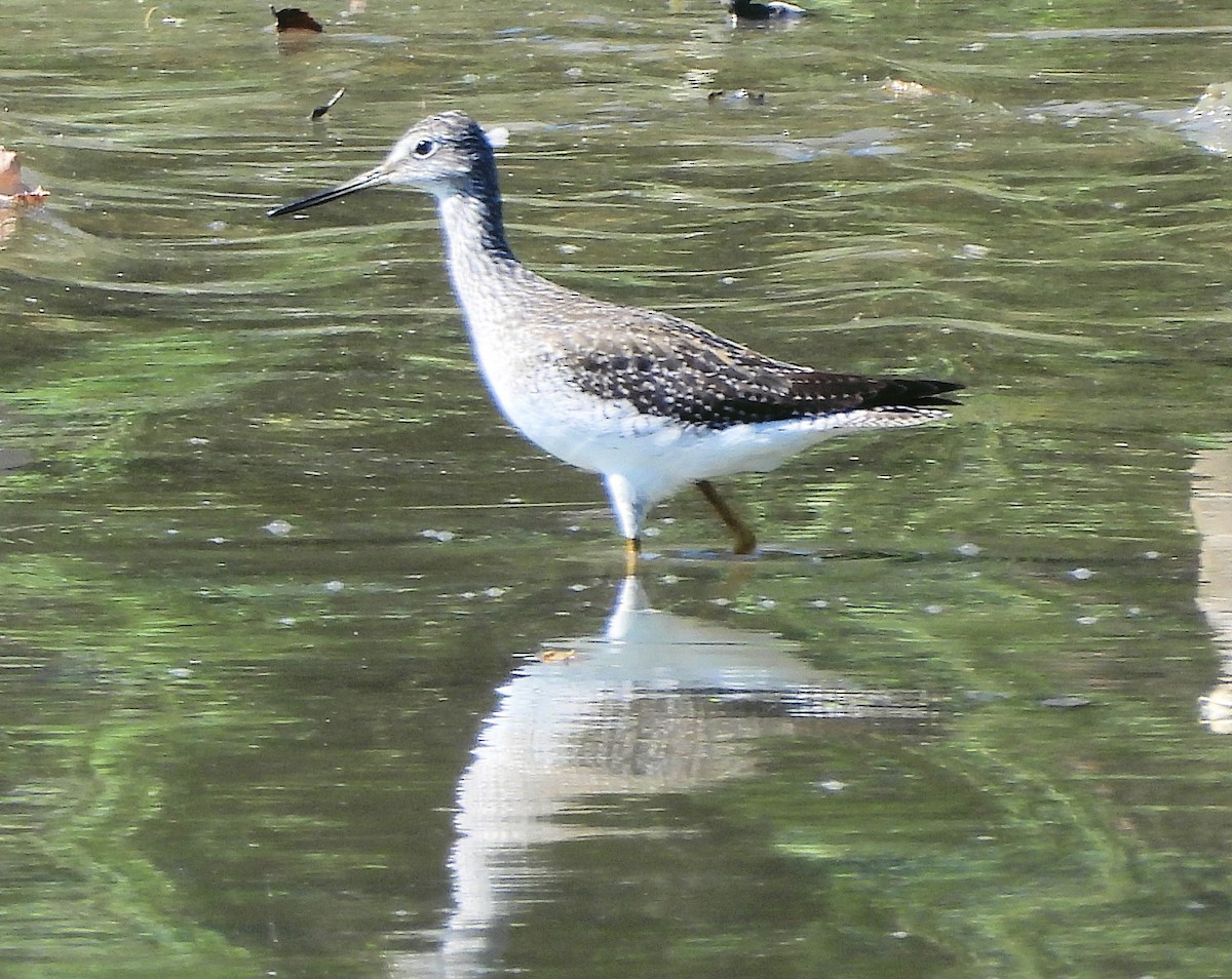 Archibebe Patigualdo Grande - ML642627902