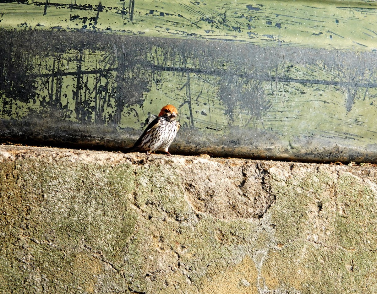 Lesser Striped Swallow - ML642627912
