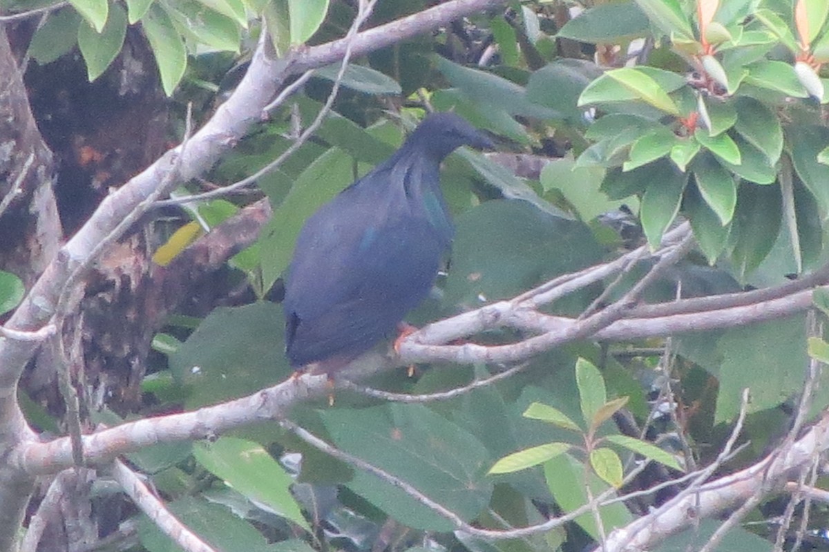 Голуб гривастий - ML642627955