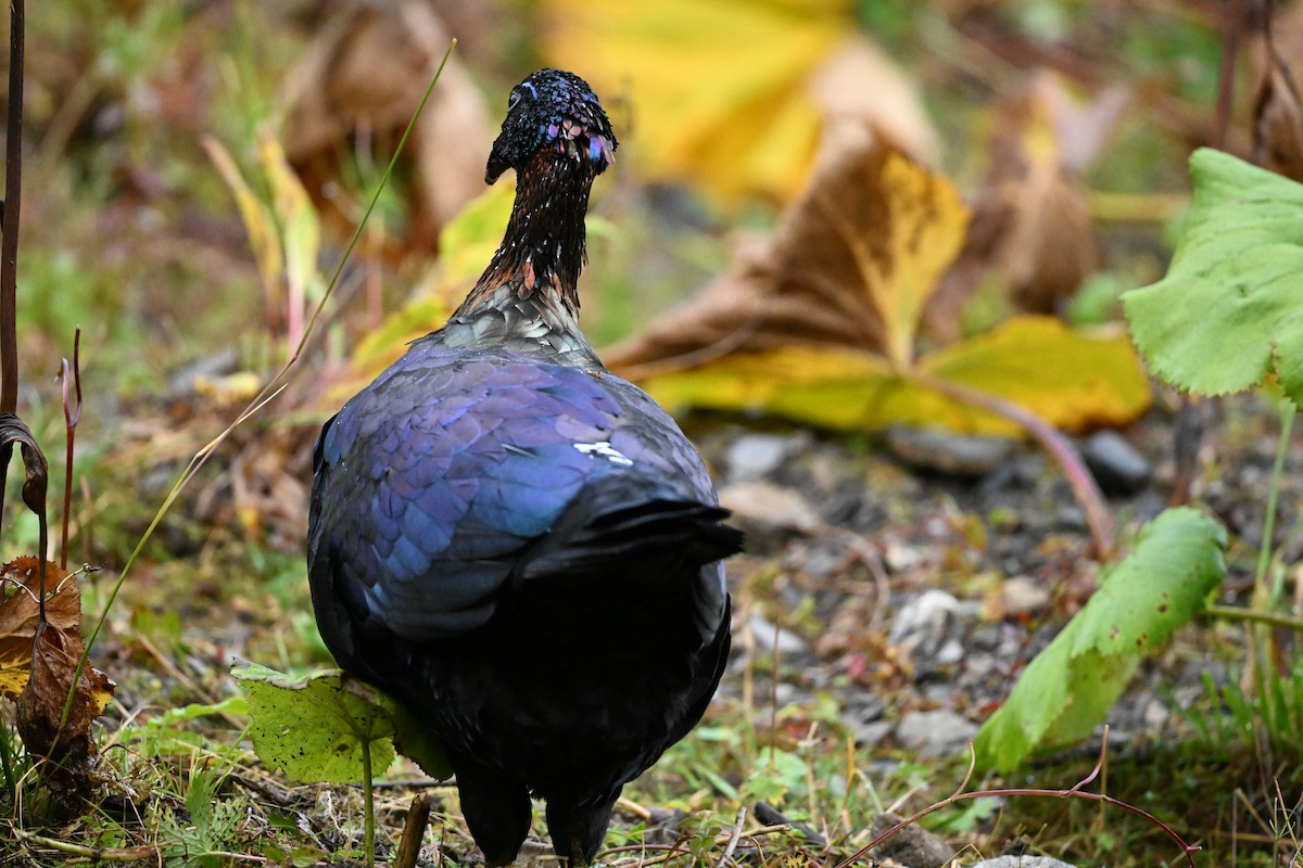 Chinese Monal - ML642627967