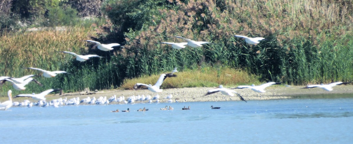 Pelícano Norteamericano - ML642627969