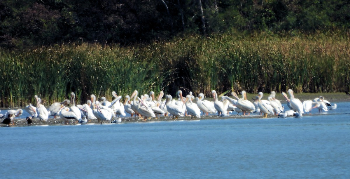 Pelícano Norteamericano - ML642627970