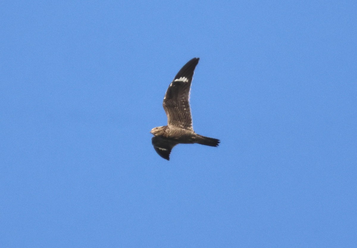 Common Nighthawk - ML642627976