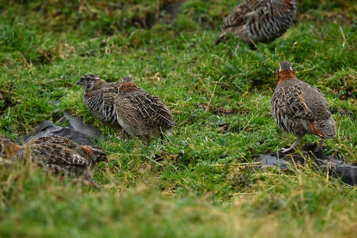 Tibetan Partridge - ML642627983