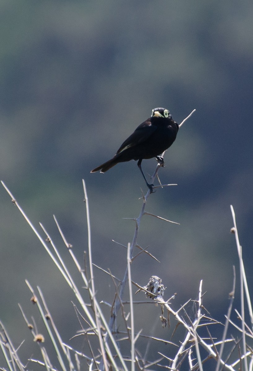 Spectacled Tyrant - ML642627987