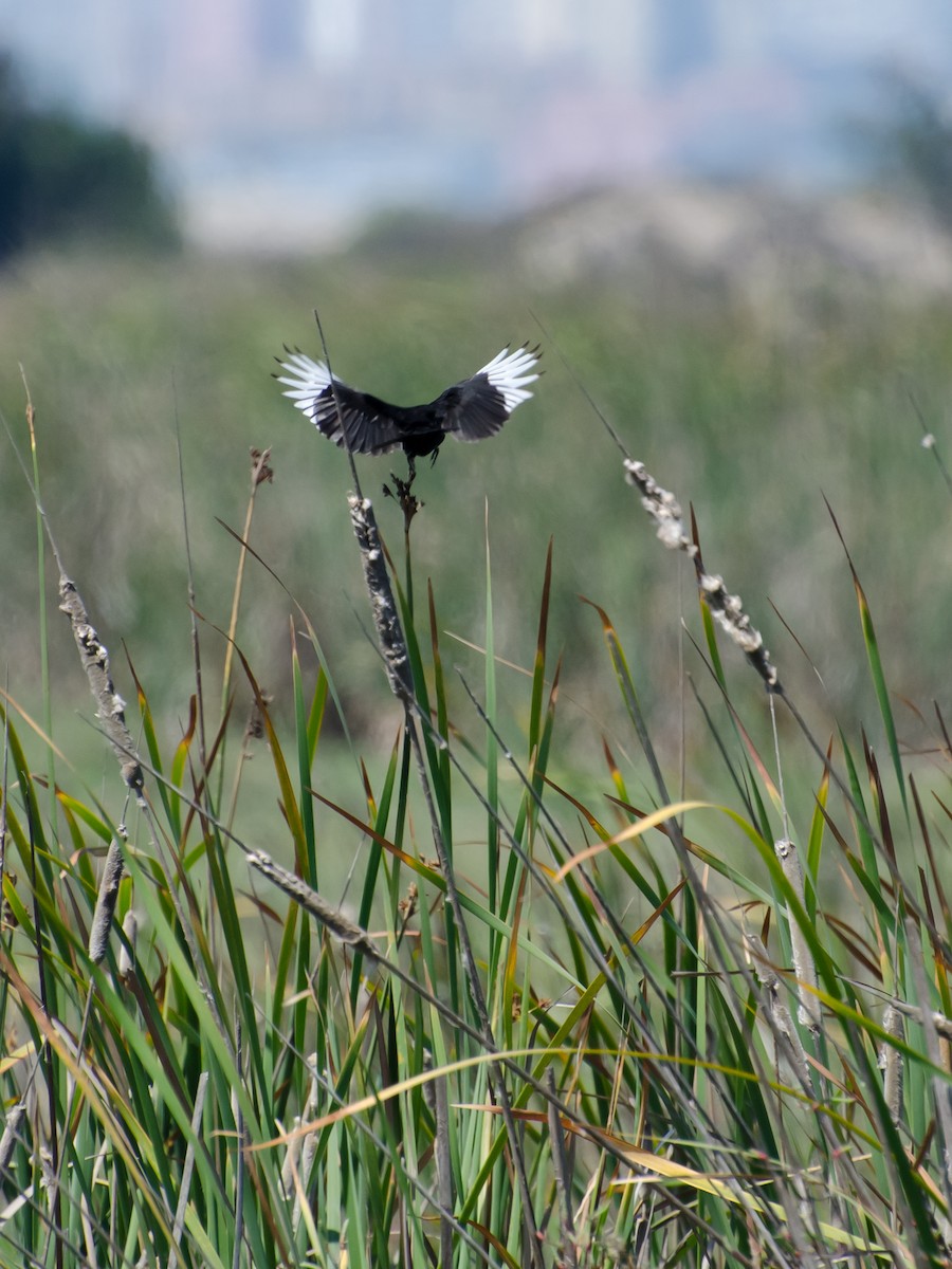 Spectacled Tyrant - ML642627988