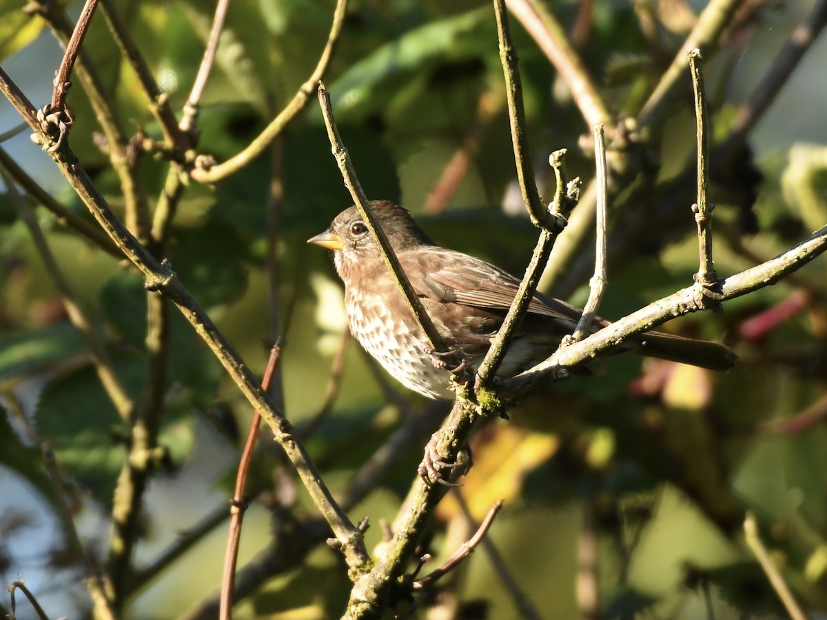 Fox Sparrow (Sooty) - ML642628019