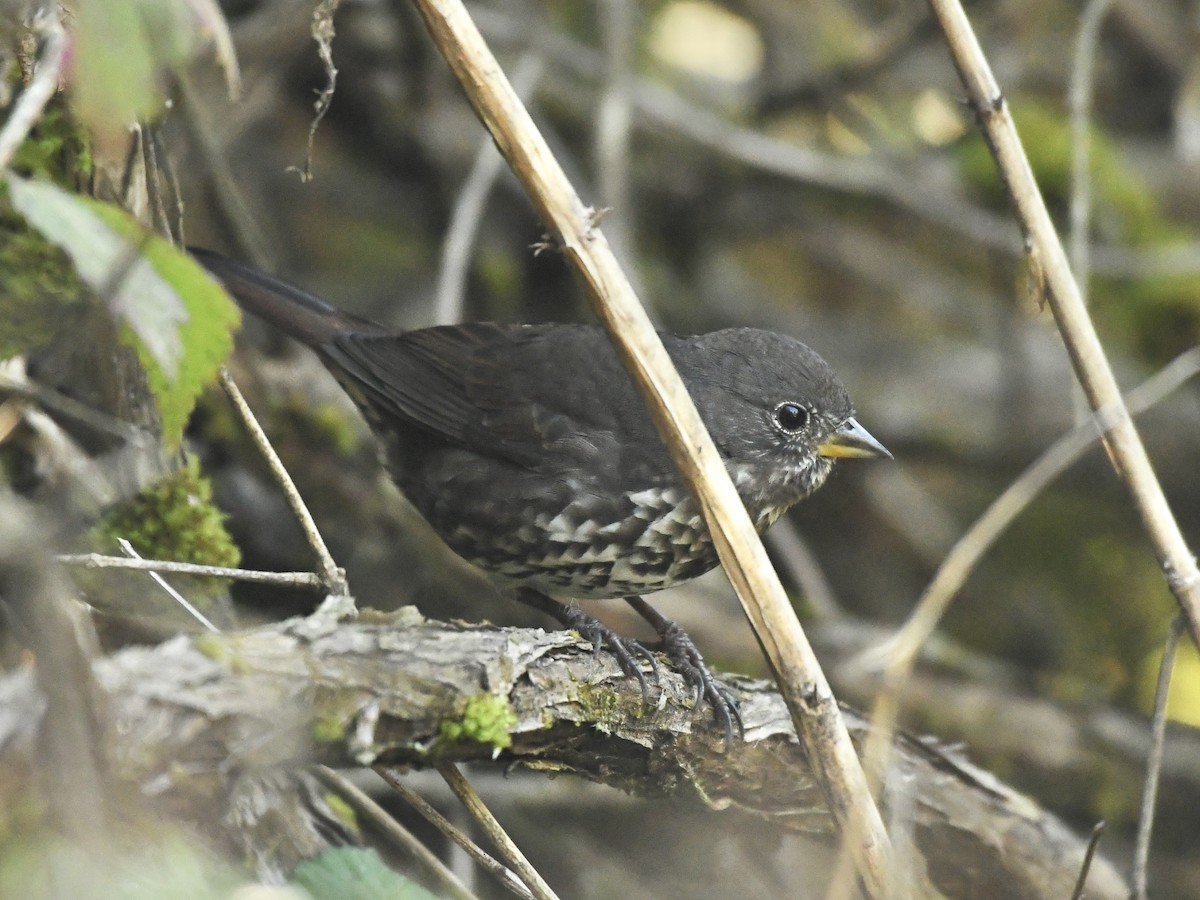 Fox Sparrow (Sooty) - ML642628021