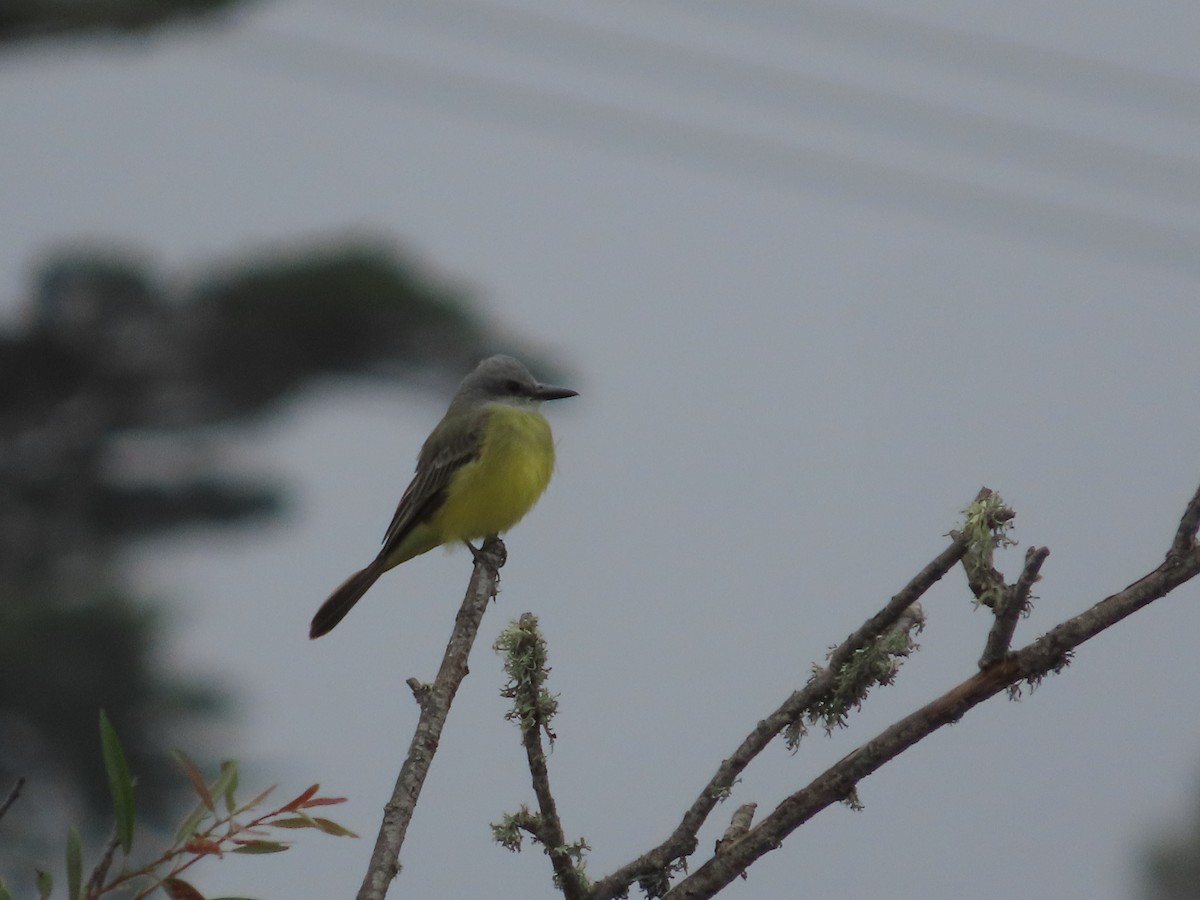Tropical Kingbird - ML642628028