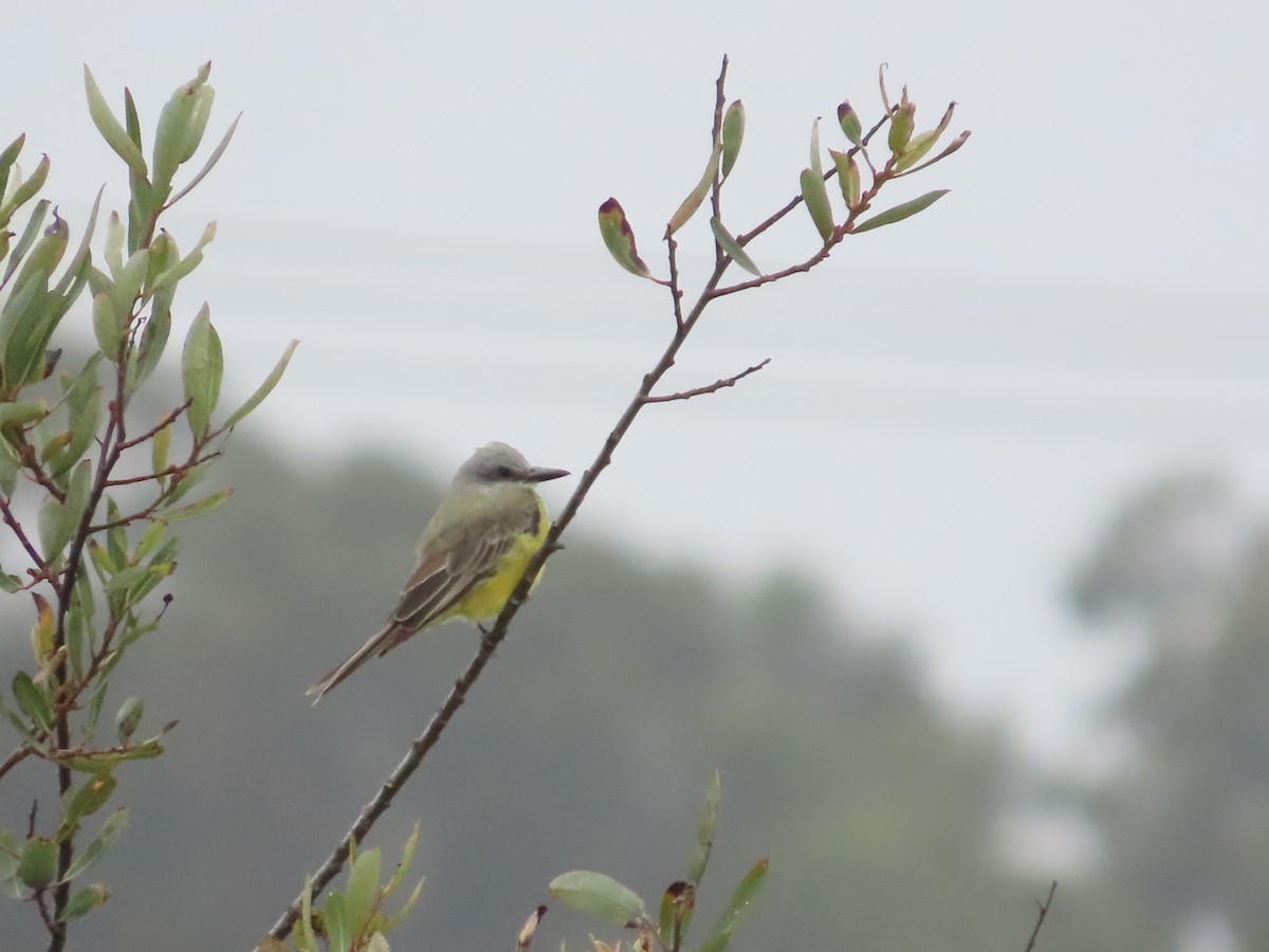 Tropical Kingbird - ML642628030