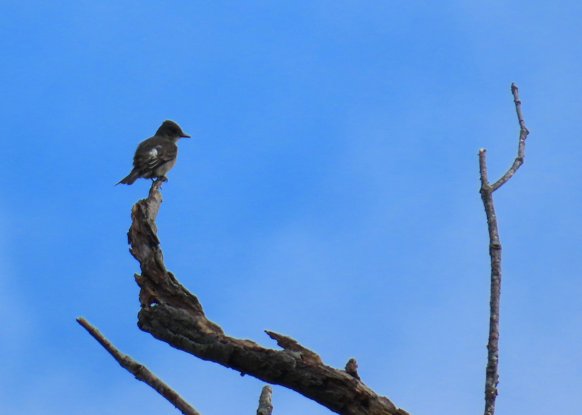 Olive-sided Flycatcher - ML642628073