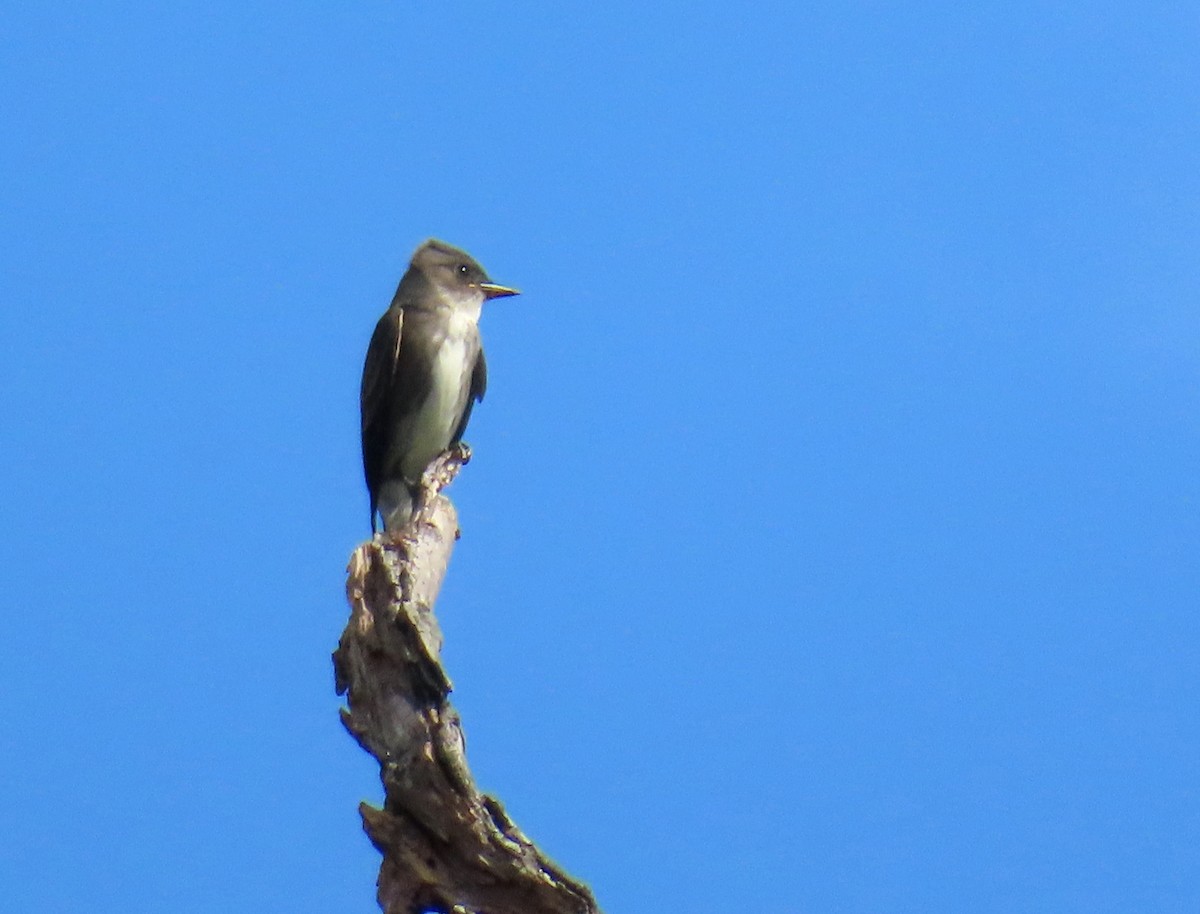 Olive-sided Flycatcher - ML642628074