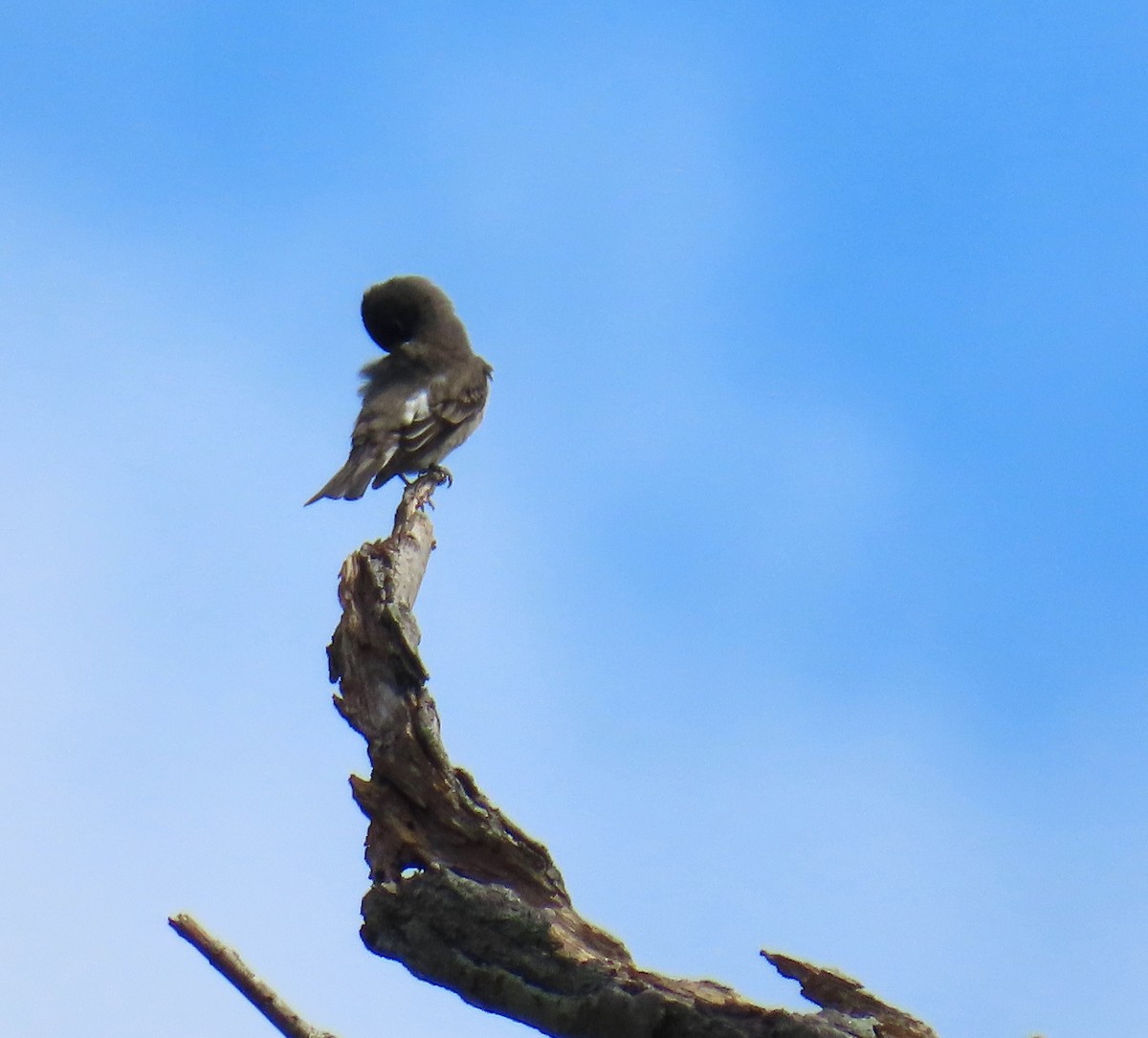 Olive-sided Flycatcher - ML642628075
