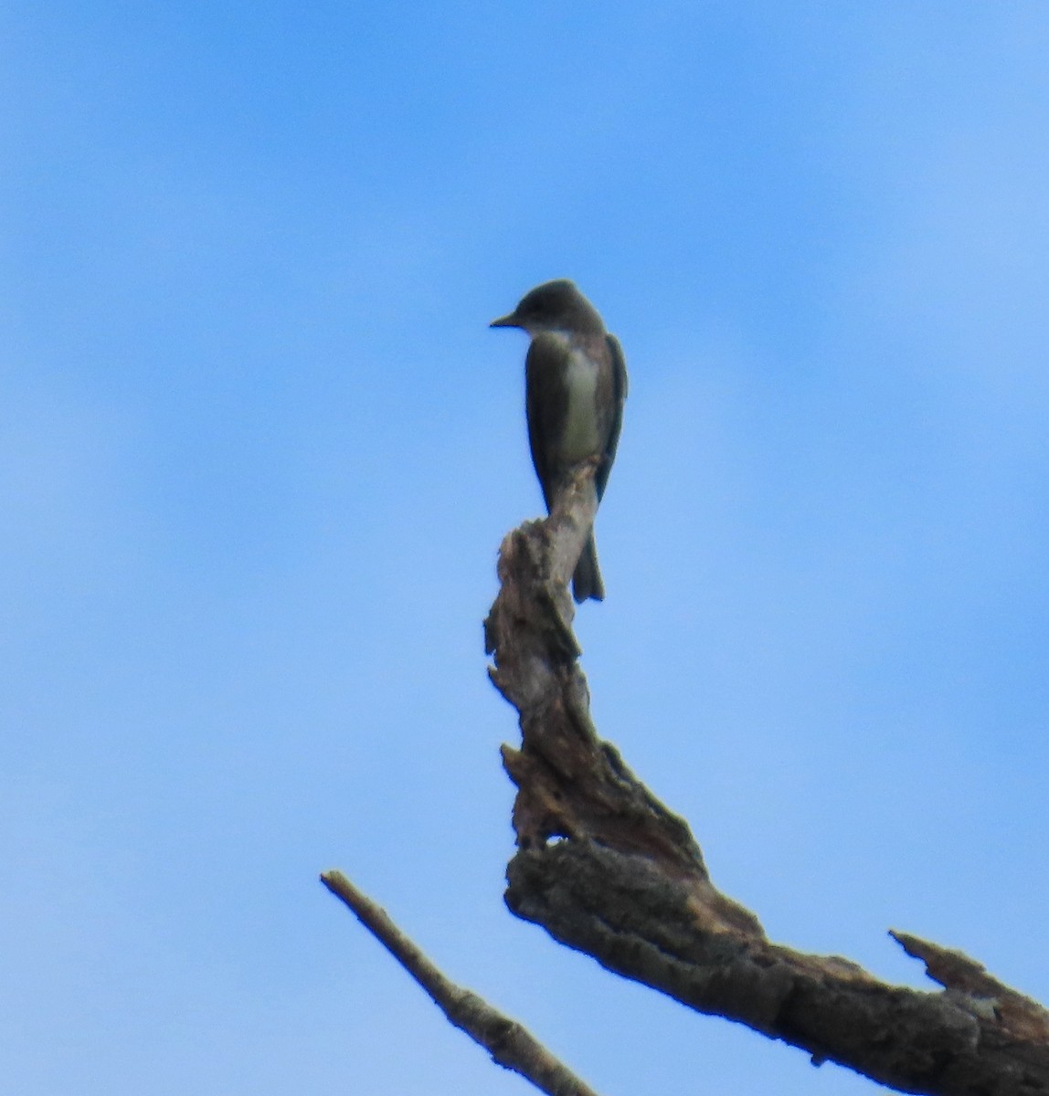 Olive-sided Flycatcher - ML642628076