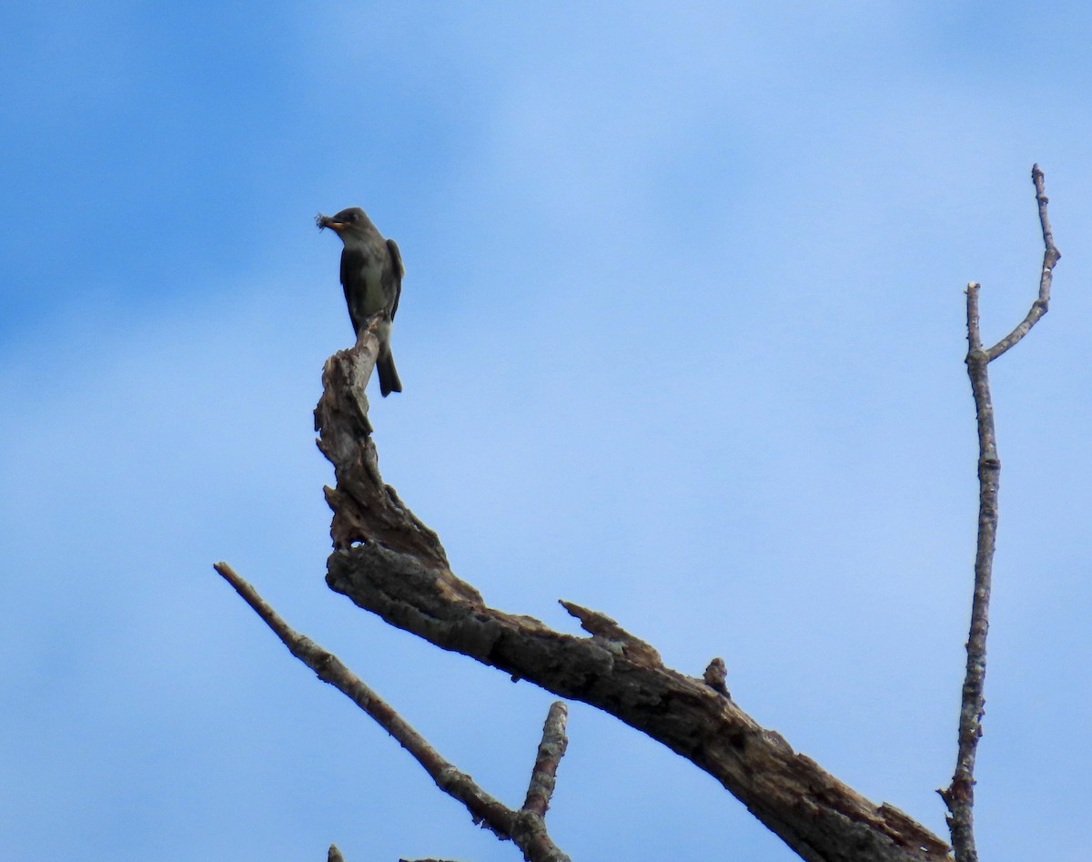 Olive-sided Flycatcher - ML642628077