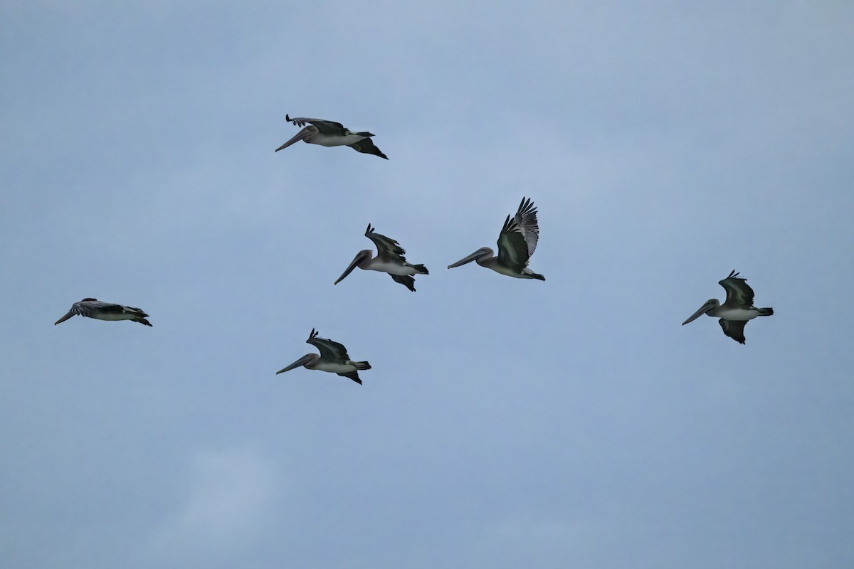 Brown Pelican - ML642628084