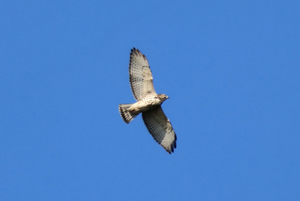Broad-winged Hawk - ML642628129