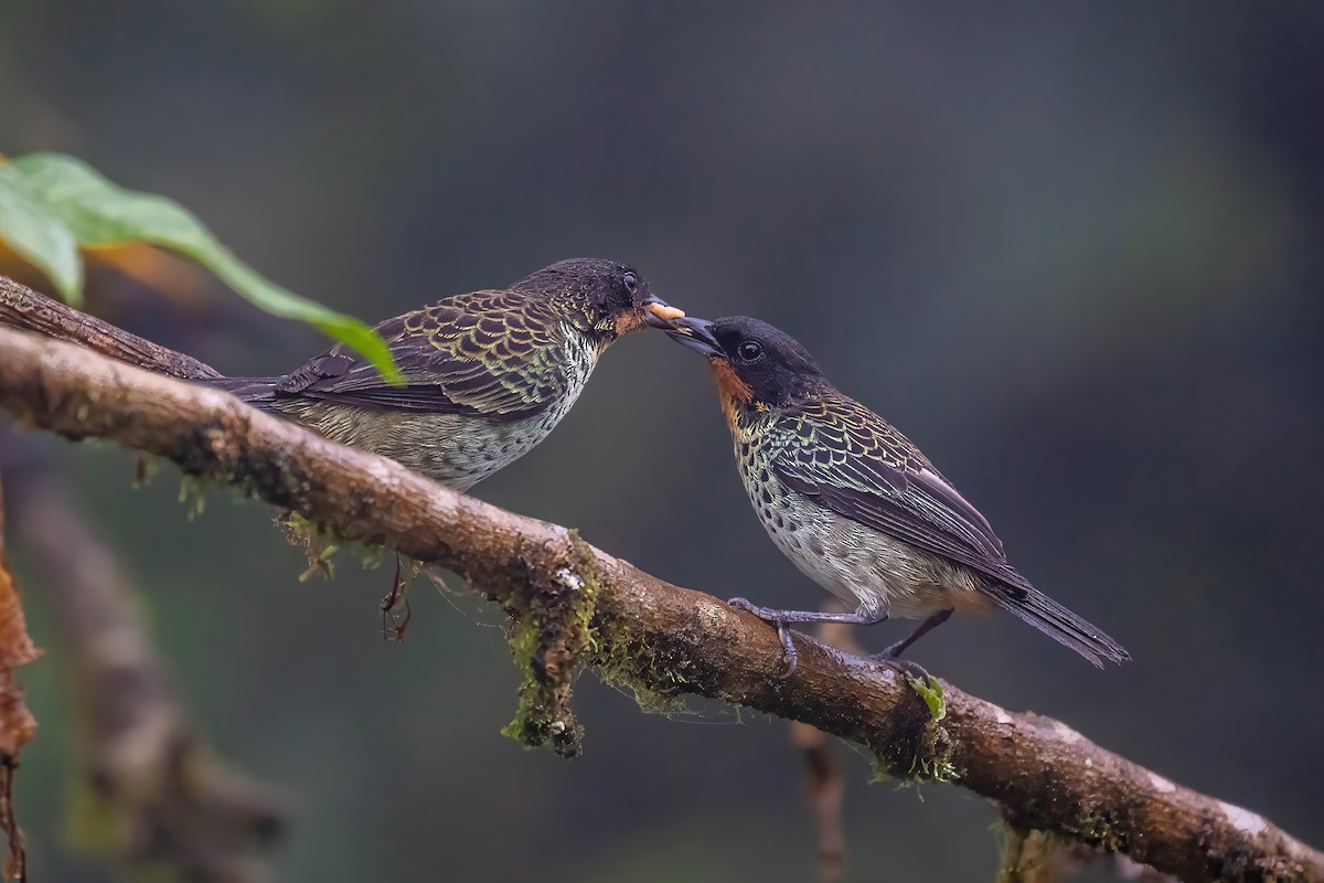 ノドアカフウキンチョウ - ML642628139
