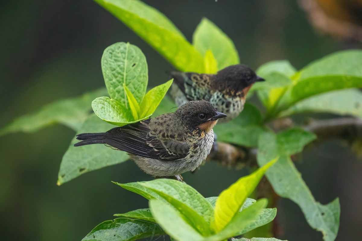 ノドアカフウキンチョウ - ML642628142