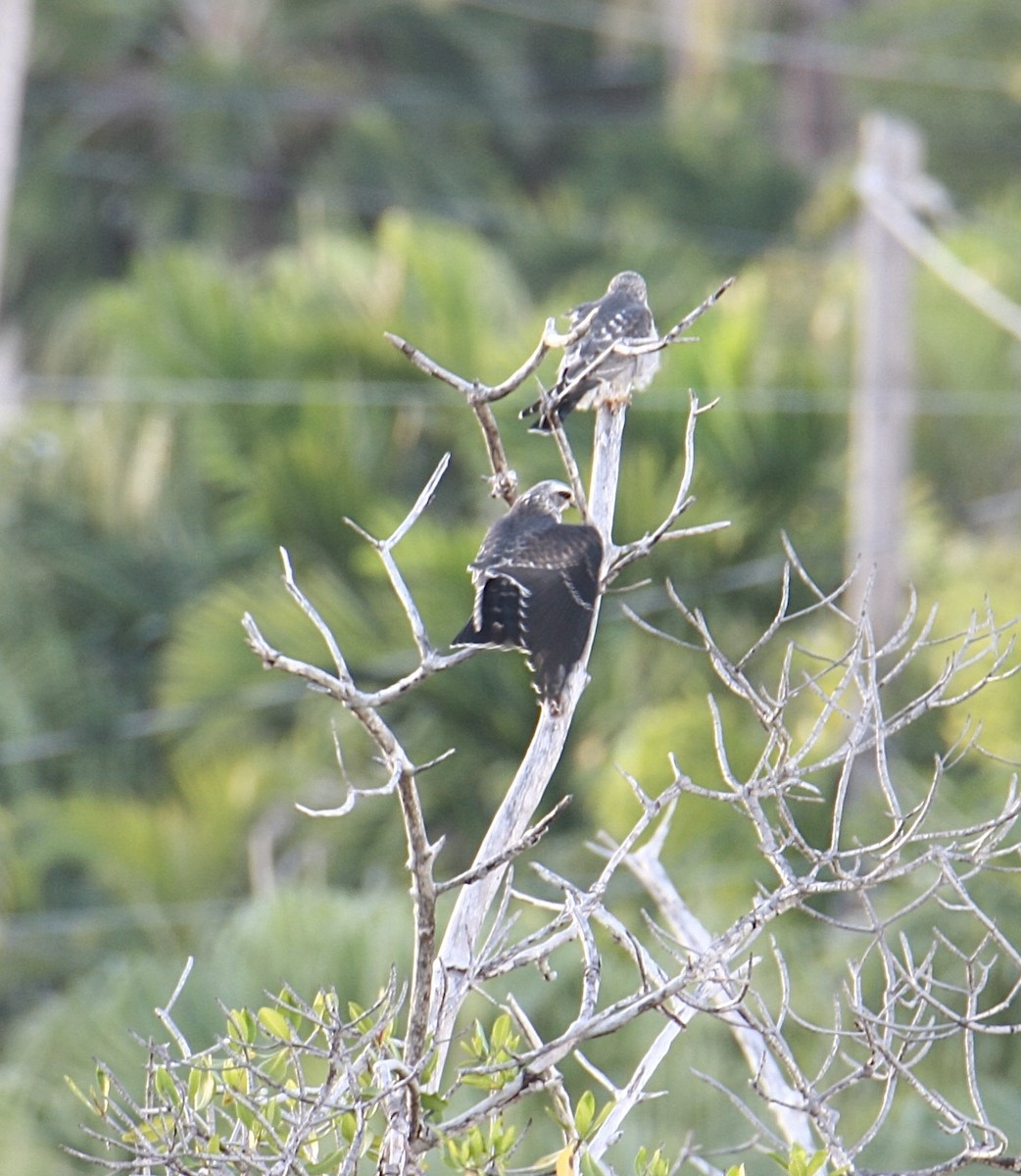 Mississippi Kite - ML642628155