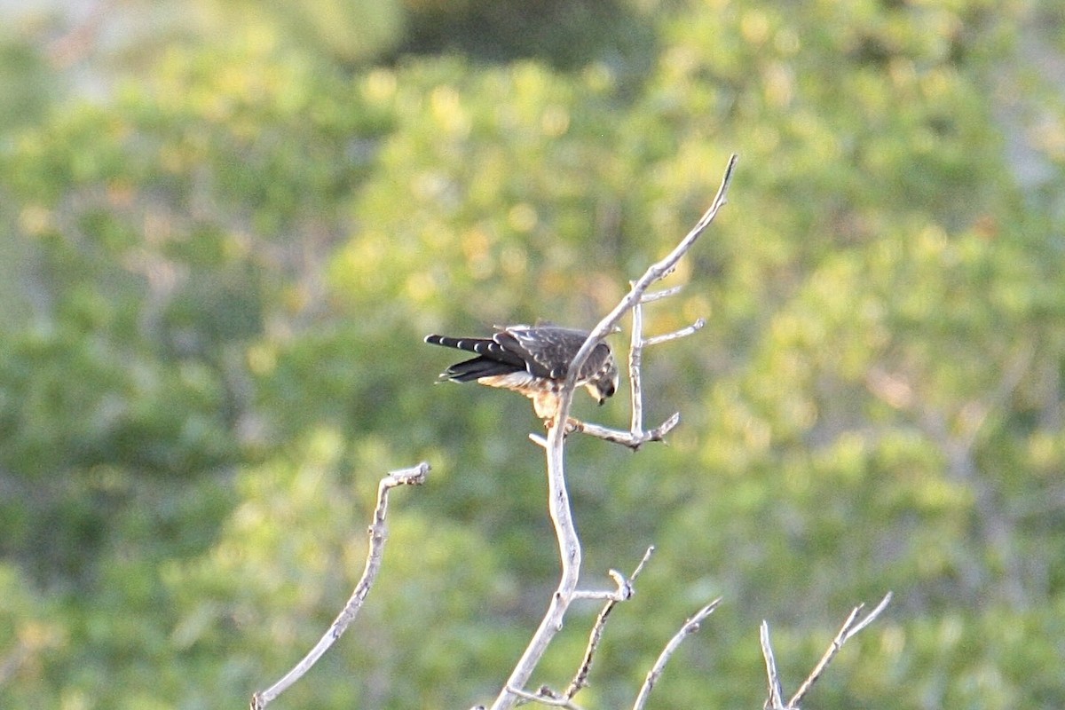 Mississippi Kite - ML642628156