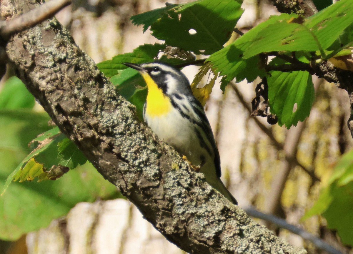 Yellow-throated Warbler - ML642628167