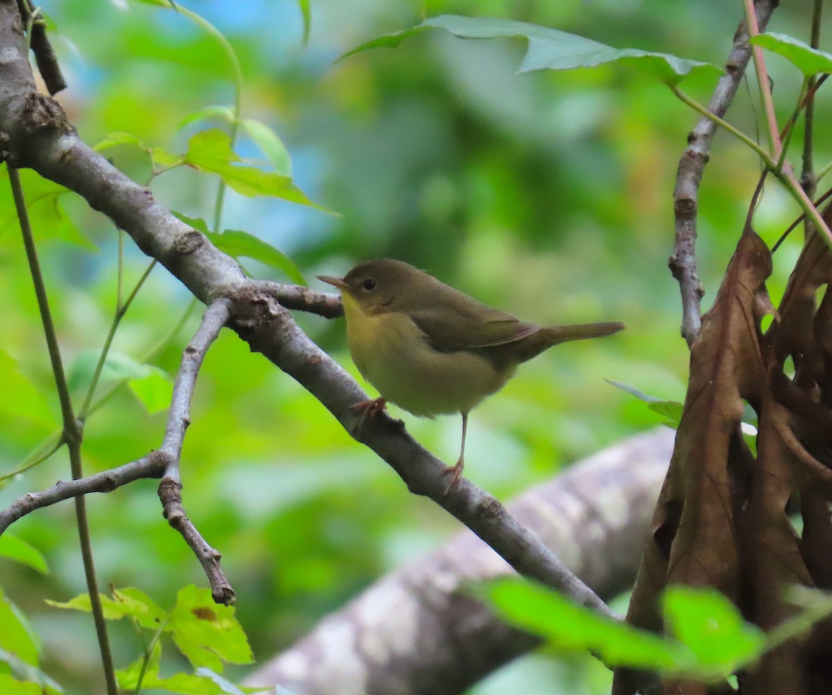 Common Yellowthroat - ML642628169