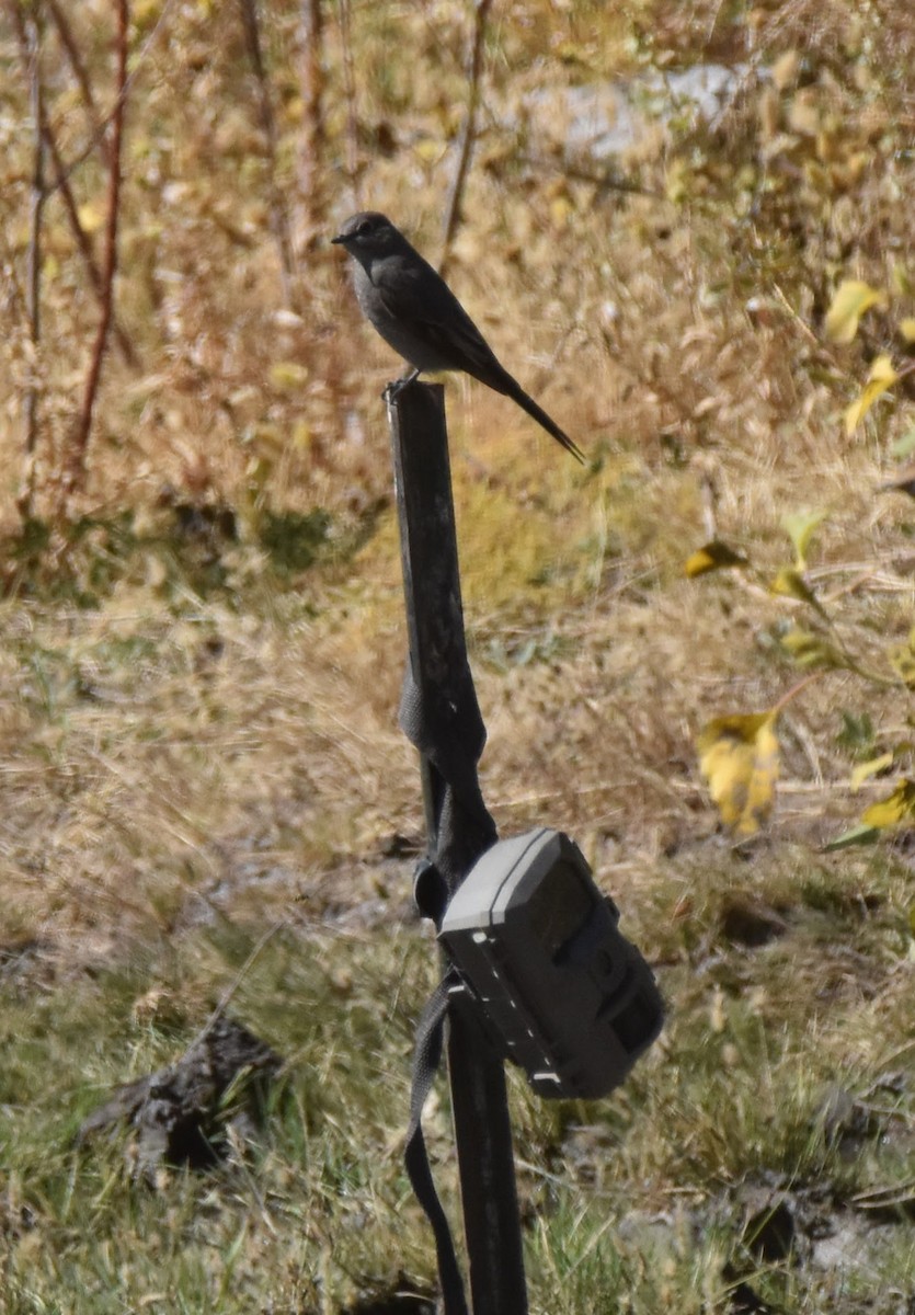 Townsend's Solitaire - ML642628170