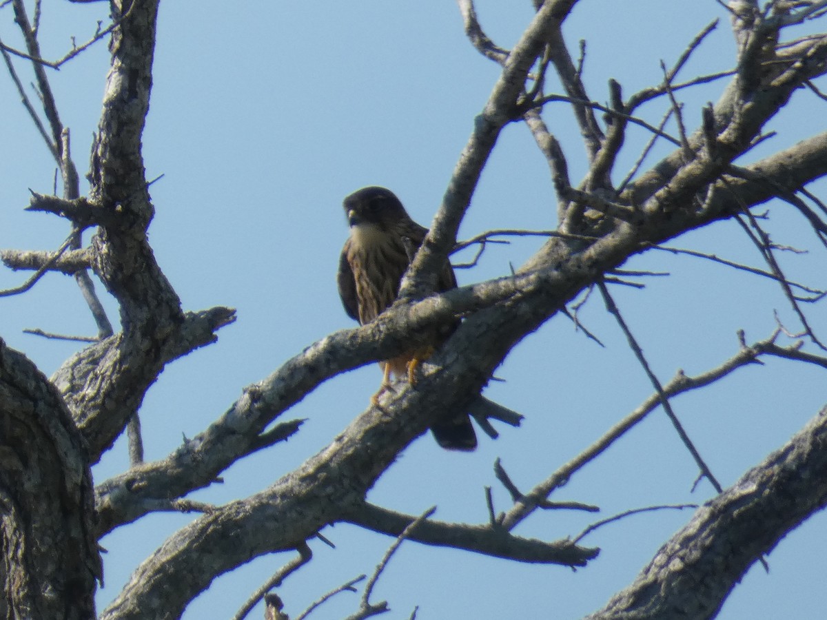 Merlin - ML642628171