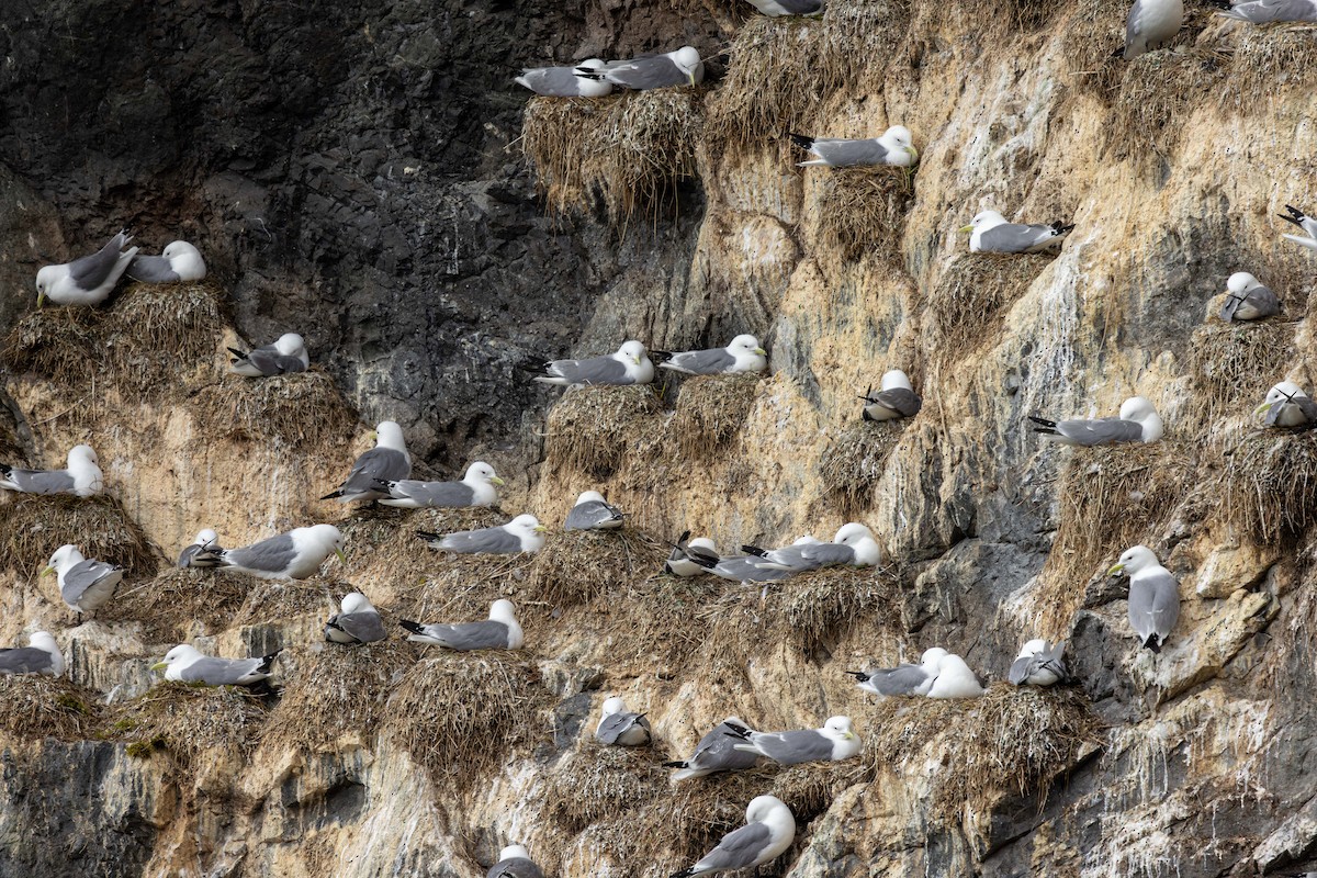 Black-legged Kittiwake - ML642628184