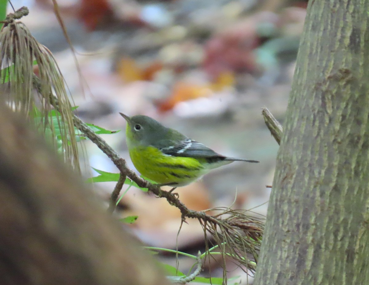 Magnolia Warbler - ML642628207