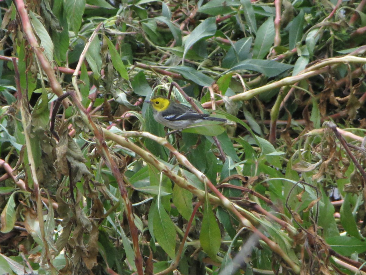 Hermit Warbler - ML642628209