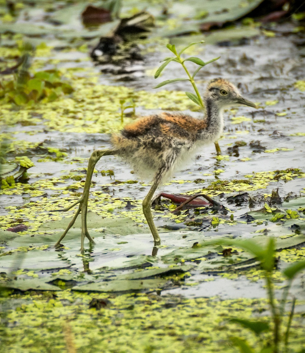 Pheasant-tailed Jacana - ML642628224