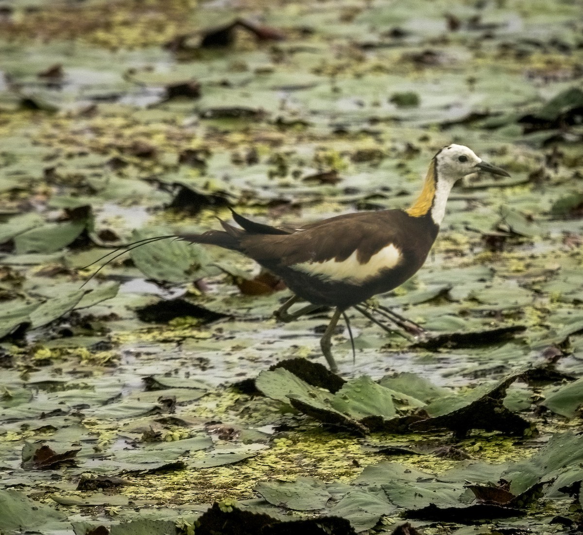 Pheasant-tailed Jacana - ML642628225