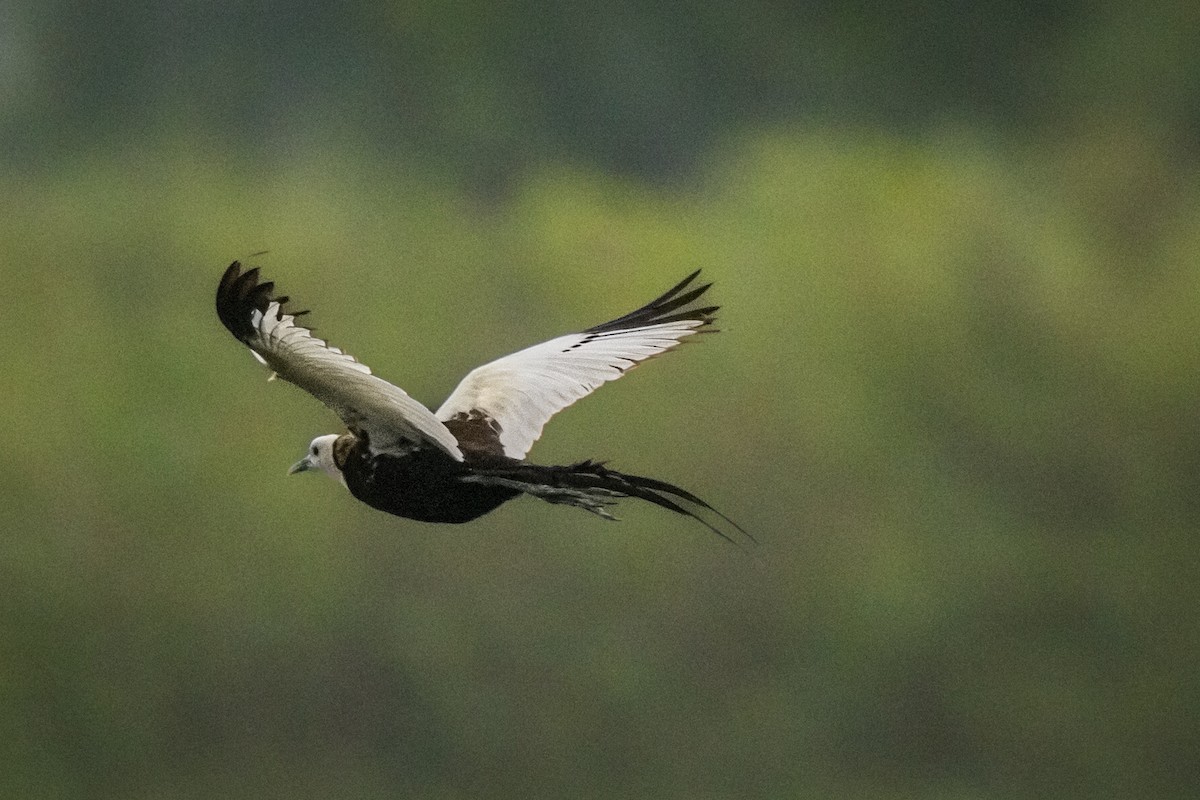 Pheasant-tailed Jacana - ML642628226