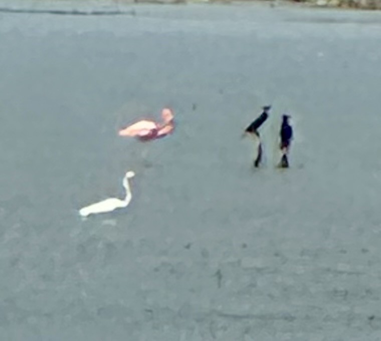 American Flamingo - ML642628227