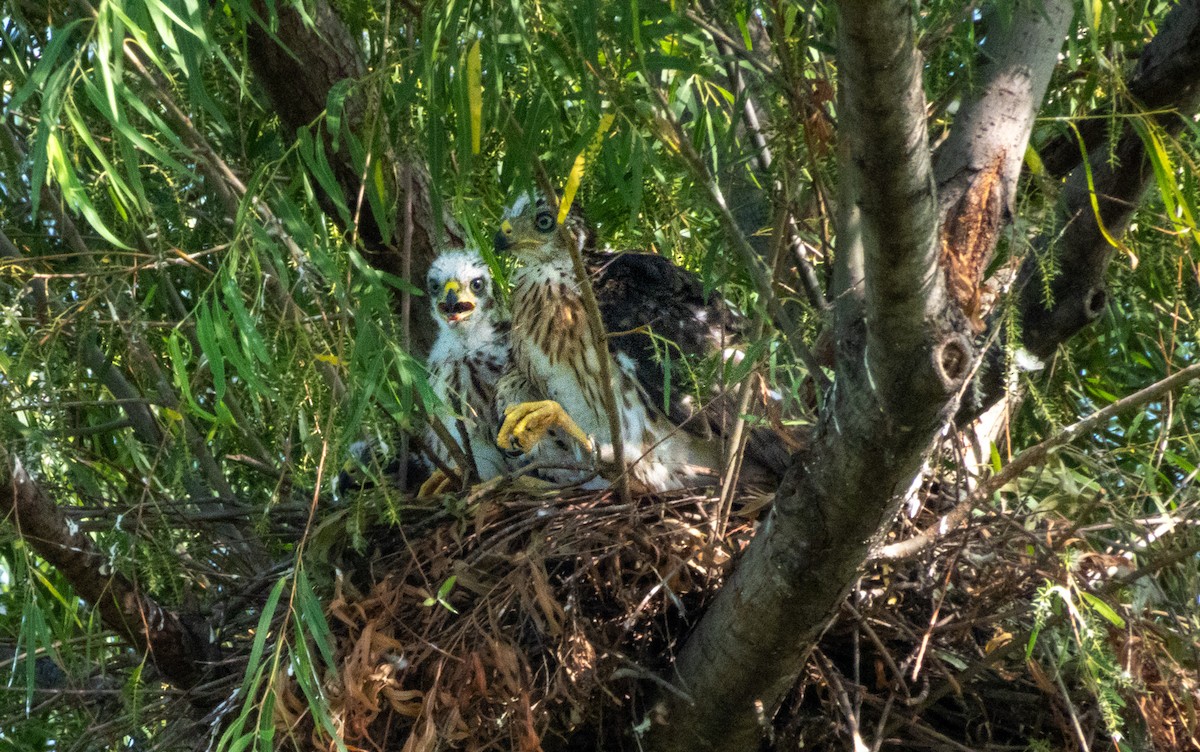 Cooper's Hawk - ML642628232