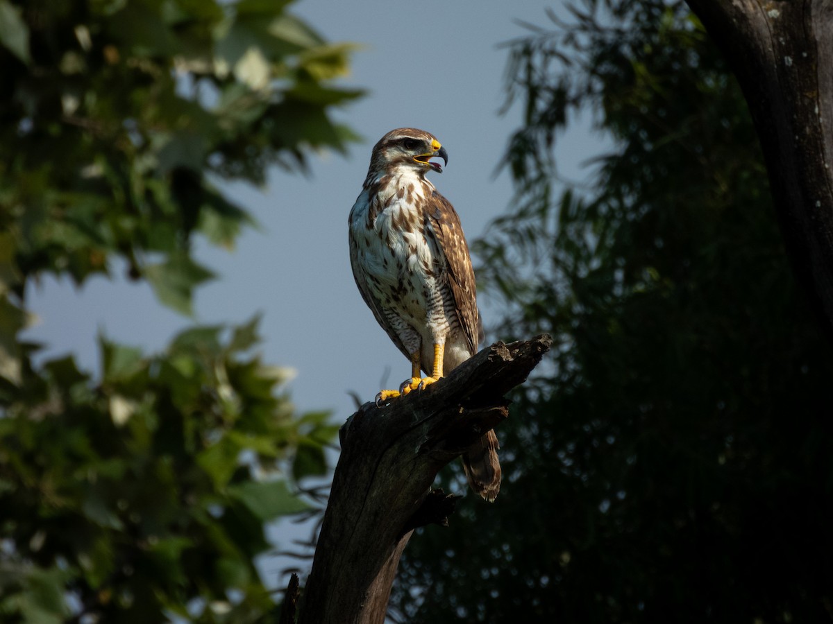 Gray Hawk - ML642628243