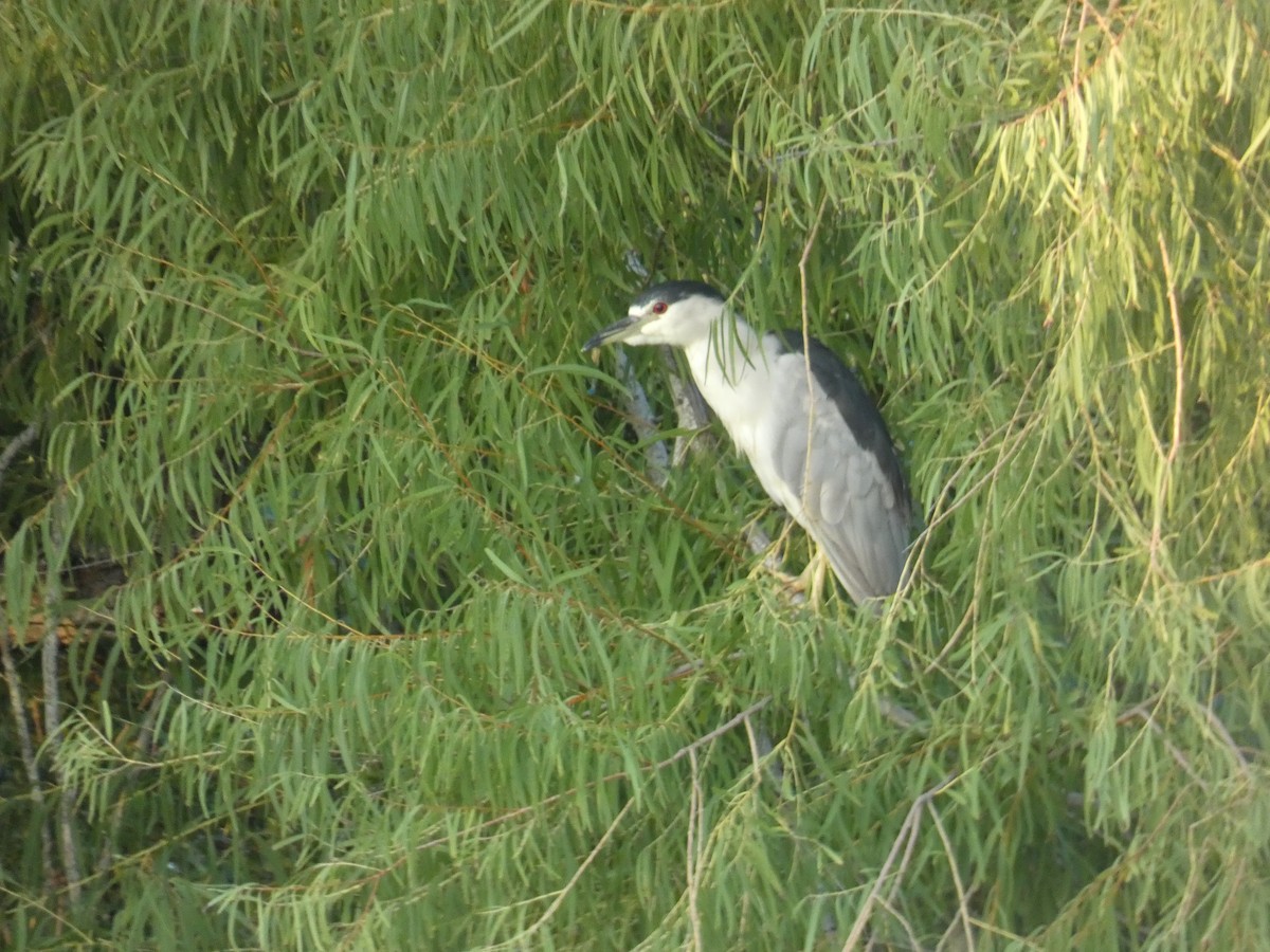 Black-crowned Night Heron - ML642628249