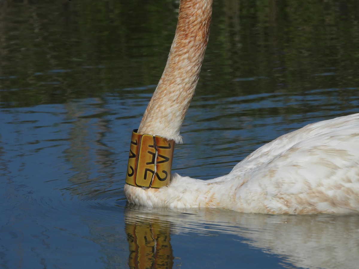Trumpeter Swan - ML642628252