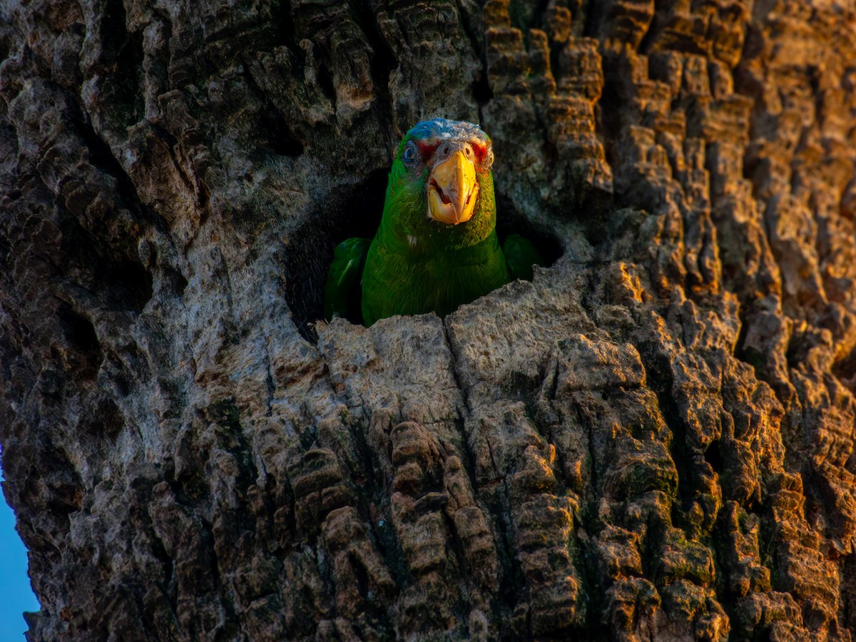 White-fronted Amazon - ML642628260