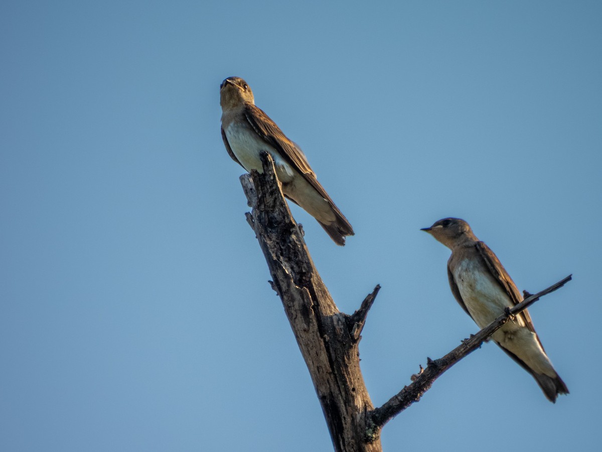 Northern Rough-winged Swallow - ML642628266