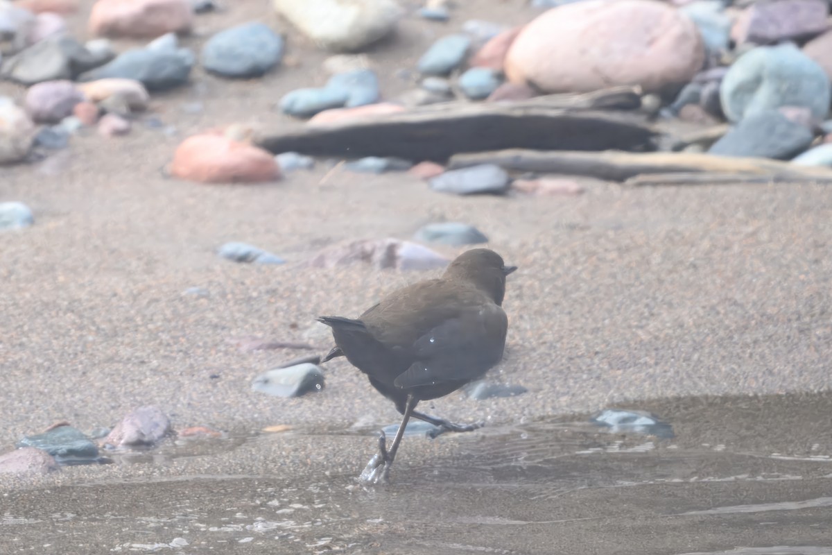 Brown Dipper - ML642628278