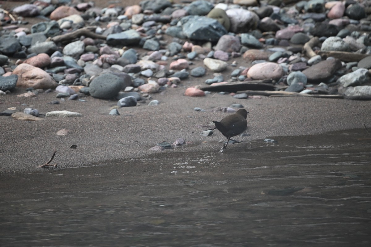 Brown Dipper - ML642628279