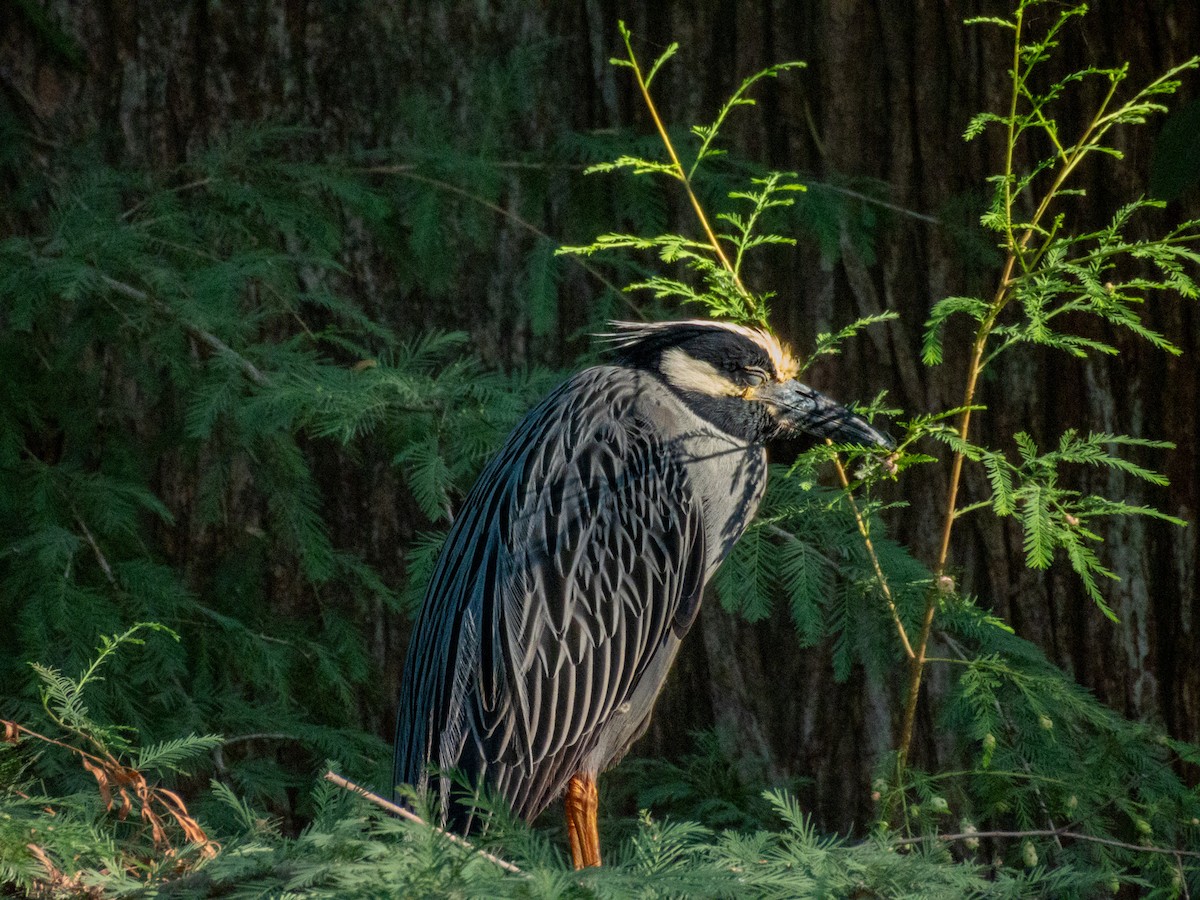 Yellow-crowned Night Heron - ML642628282